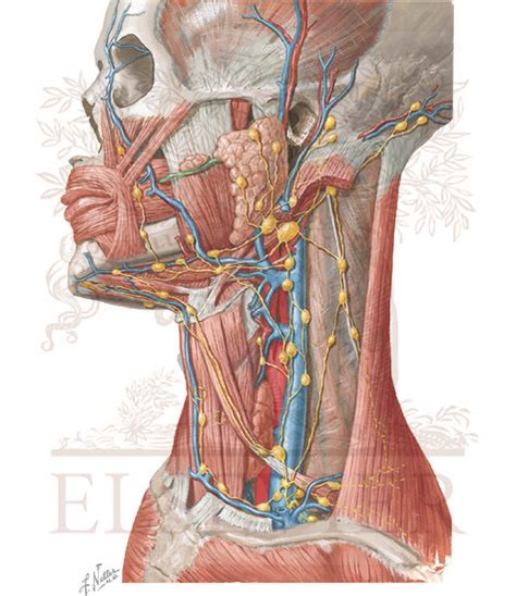 Lymphatic Drainage Of Mouth And Pharynx Lymph Vessels And Nodes Of