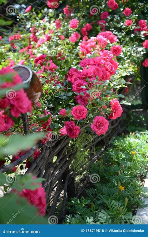 Beautiful Climbing Roses On Wooden Fencefence With Beautiful Pink Wild