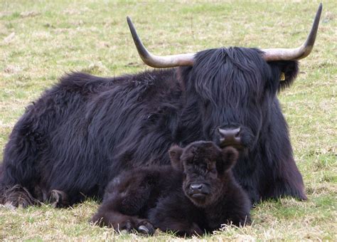 Scotland Photography Black Highland Cattle Scotland Photography