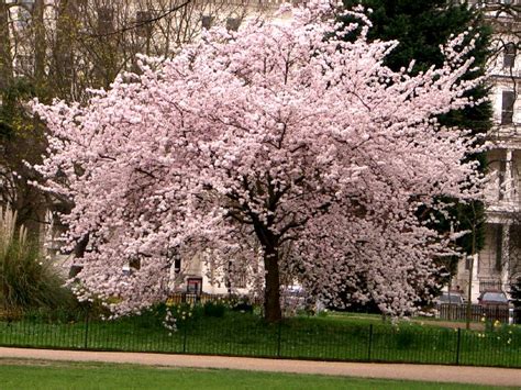 They normally fruit in july in the uk, though this can be slightly earlier, or later, depending on the weather. Shyt Style: Symbolize Japanese Cherry Blossom