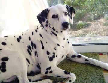 Cimarron dalmatian puppies, torreon, new mexico. Dalmatian Dog Indian