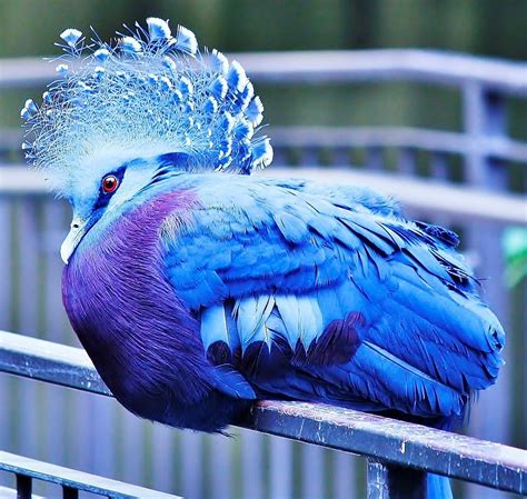 Victoria Crowned Pigeon Photograph By Al Fritz