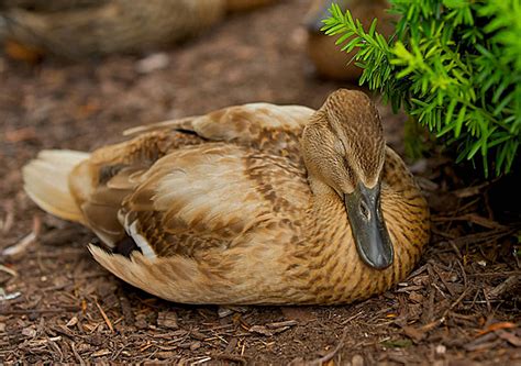 Sleeping Duck Resting Wildlife Wild Photo Background And Picture For
