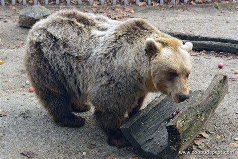 Medve ölt meg egy pásztort Hargita megyében