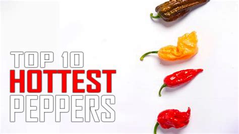 Top 10 Hottest Chilli In The World Ellakruwtaylor