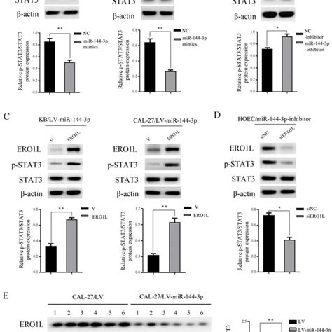 mir 144 3p mediated downregulation of ero1l led to suppression of stat3 download scientific