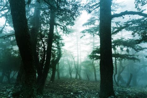 Premium Photo Magic Misty Forest