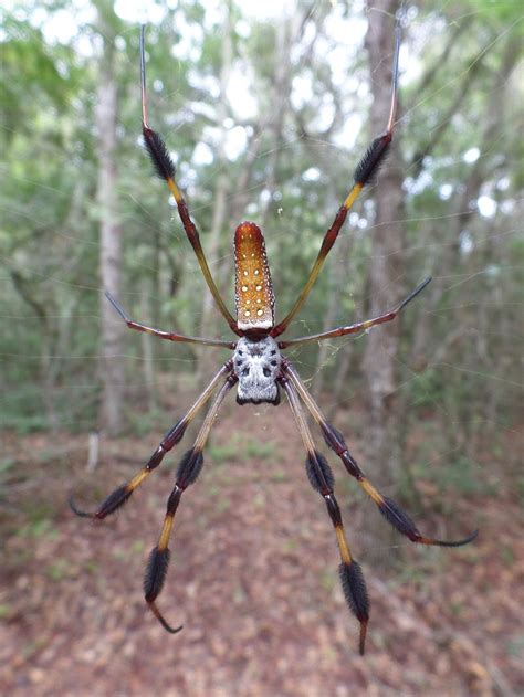 The Golden Silk Spider South Carolina Public Radio