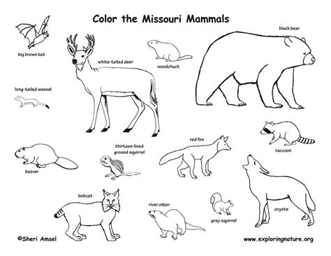 Jun 24, 2021 · each of the free printable, 50 states coloring pages includes a state map, state flags, state flower, state bird, state landmark, and more. Missouri Habitats, Mammals, Birds, Amphibians, Reptiles
