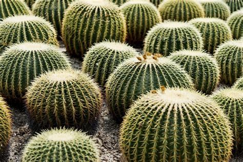 Barrel Cactus Adaptations