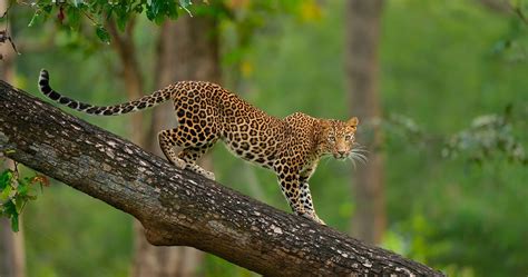 Free Photo Leopard On Tree Spotting Outdoors Park Free Download