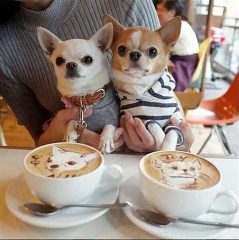 Coffee So Cute You Wouldnt Want To Drink It How Sweet Are Those Lil Faces Chihuahua Puppies