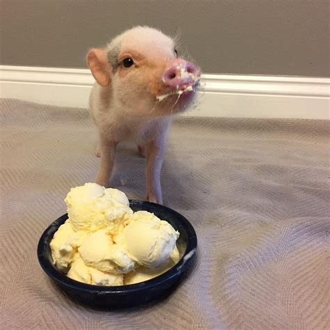 Happy Little Pig Pig Pictures Baby Animals Pictures Cute Animal