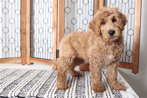 F1b goldendoodles have beautiful coats that can range from wavy to curly. Chloe - Awesome Female F1B Goldendoodle Puppy - Florida ...