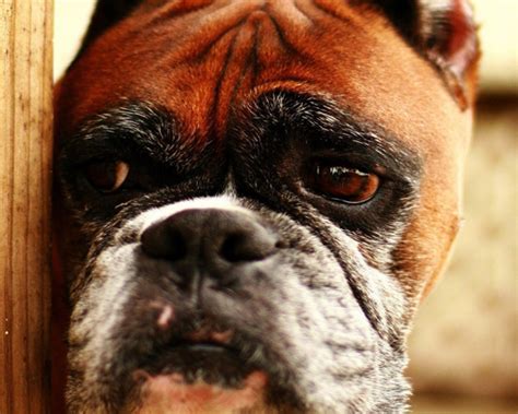 Nutrition Of The Old Dog About Boxers