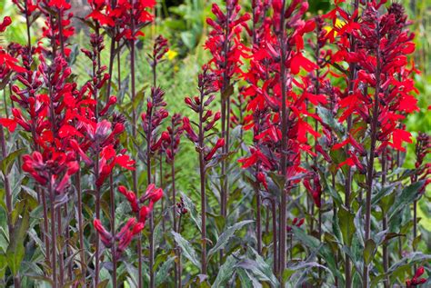 15 Red Flowering Plants To Consider For Your Garden