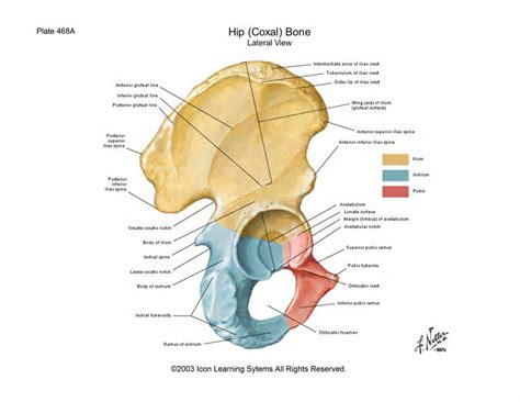 Hip Bones And Socket Gluteal Region Download Scientific Diagram