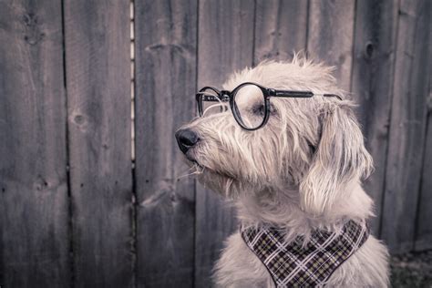 White Dog With Glasses Royalty Free Hd Stock Photo And Image