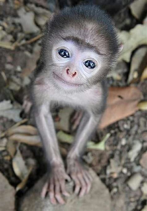 Too Cute Cute Baby Monkey Cute Animals Animals