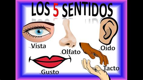 Los Cinco 5 Sentidos Para Niños Five Senses In Spanish For Children