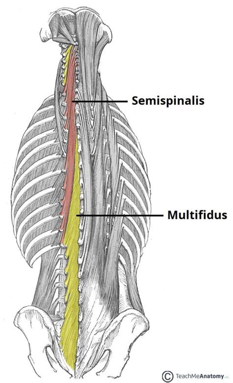 There are deep back muscles and superficial muscles. Muscles of the back - gradethreespondylolisthesisthatsme