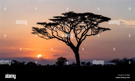 Sunrise And Acacia Tree In The Serengeti National Park In Tanzania