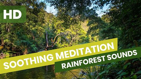 Soothing Meditation Music Rainforest Sounds Sound Therapy Nature