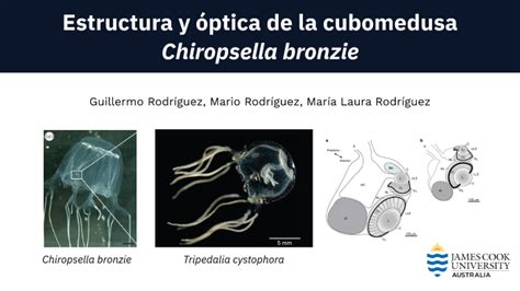 Estructura Y óptica De La Cubomedusa Chiropsella Bronzie By María Laura
