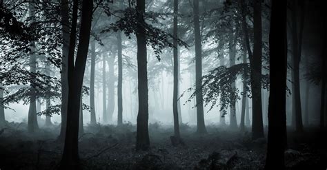 E Book Dark Forests