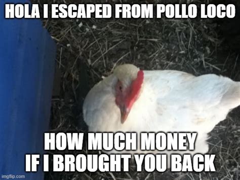 Chickens Be Like This 3 Imgflip