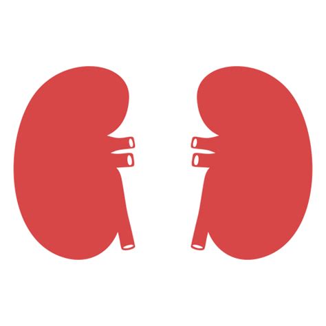 Human Kidneys Red Silhouette Transparent Png And Svg Vector File