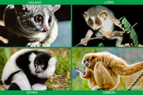 Primates Definition Classification And Types