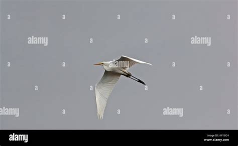 Great White Egret Ardea Alba In Flight Stock Photo Alamy
