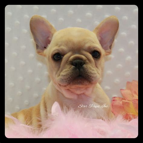 Standard coat colors for frenchies are brindle, cream, and fawn. French Bulldog F Cream - Sold | Star Pups