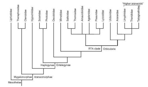 Uwl Website Phylogenetic Tree Animal Kingdom Classification Chart