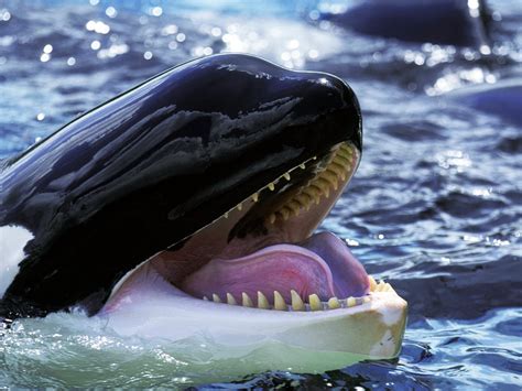 Why Do Killer Whales And Humans Go Through Menopause