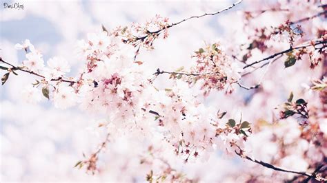 Free Download Spring Flower Wallpaper ♥ Kostenlose Hintergründe In