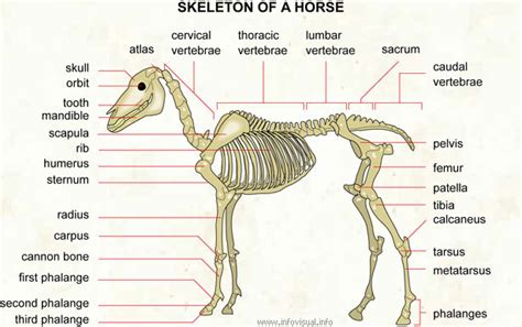 Labeled Horse Skeleton Diagram