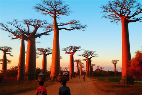 Your Shot Winner: Baobab Alley, Madagascar - International Traveller ...