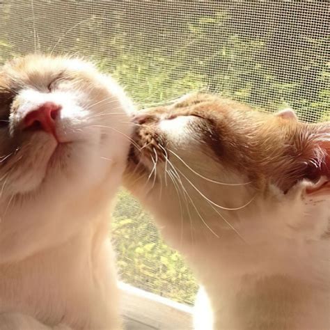 Cute Cat Couple Matching Pfps Kissing Cute Anime Profile Pictures Sexiz Pix
