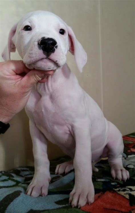 Argentine Dogo Puppies For Sale Richmond Va 71329