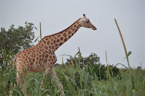 Haken Einfallsreich Adelaide West African Giraffe Kurs Vorwort Charta