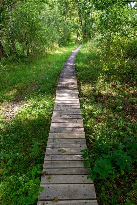 A Wooden Walking Path Over Wetlands Stock Photo Image Of Wetland