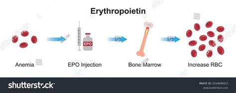 Scientific Designing Erythropoietin Epo Effect On Stock Vector Royalty Free