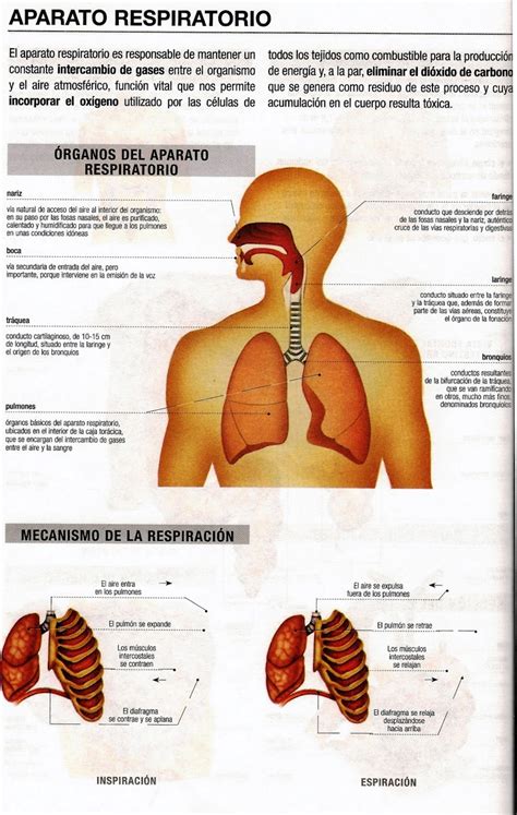 Funciones Del Sistema Respiratorio Escuelapedia Recursos