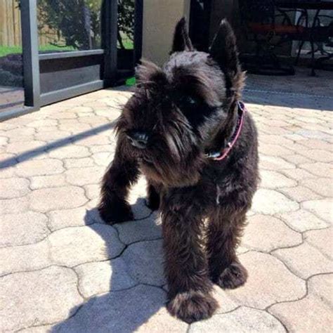 We have one mini schnauzer. Black Miniature Schnauzer Puppies For Sale - Reberstein's
