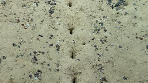 the case of the mysterious holes on the seafloor