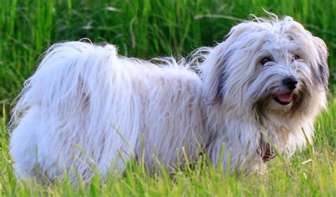 Coton De Tulear Dog Breed Information And Images K9rl