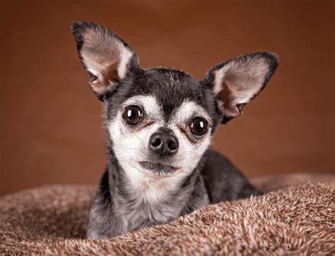 The Apple Head Chihuahua Top Facts And Guide Animal Corner