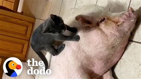 Kitten Loves To Ride On Her Pig Sisters Back The Dodo Odd Couples